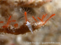 Corydendrium sp. A