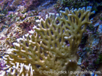 Millepora cf. dichotoma