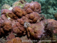 Millepora cf. tuberosa