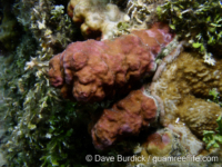 Millepora cf. tuberosa