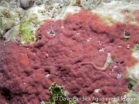 Millepora cf. tuberosa