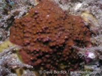 Millepora cf. tuberosa