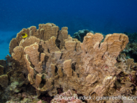 Millepora platyphylla