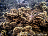 Millepora platyphylla