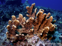 Millepora platyphylla