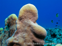 Millepora platyphylla