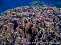 Millepora platyphylla