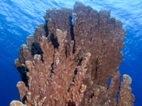 Millepora platyphylla