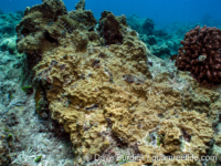 Millepora platyphylla