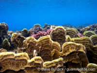 Millepora platyphylla