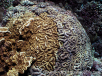 Millepora platyphylla