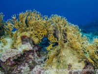 Millepora tenera-tortuosa