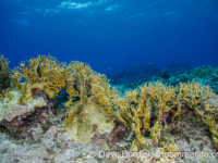 Millepora tenera-tortuosa