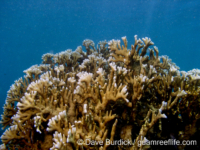 Millepora tenera-tortuosa