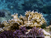 Millepora tenera-tortuosa