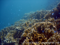 Millepora tenera-tortuosa