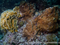 Millepora tenera-tortuosa and M. platyphylla