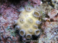 Palythoa tuberculosa