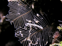 Aglaopheniidae? sp. A