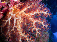 Dendronephthya sp. A