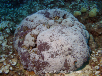 Tubipora sp. 1