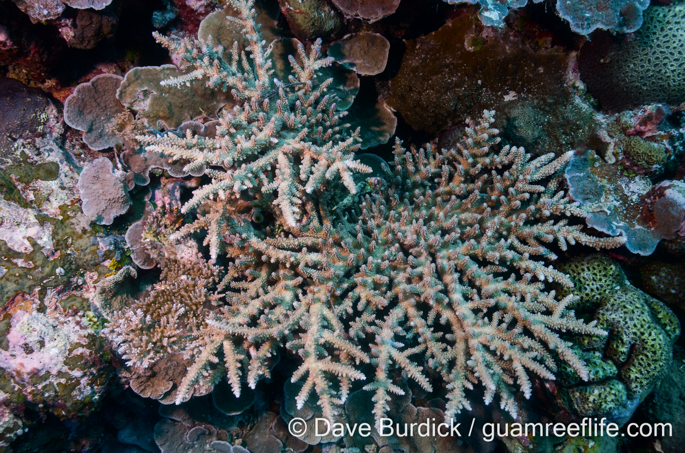 Acropora Arborescent Species Guamreeflife