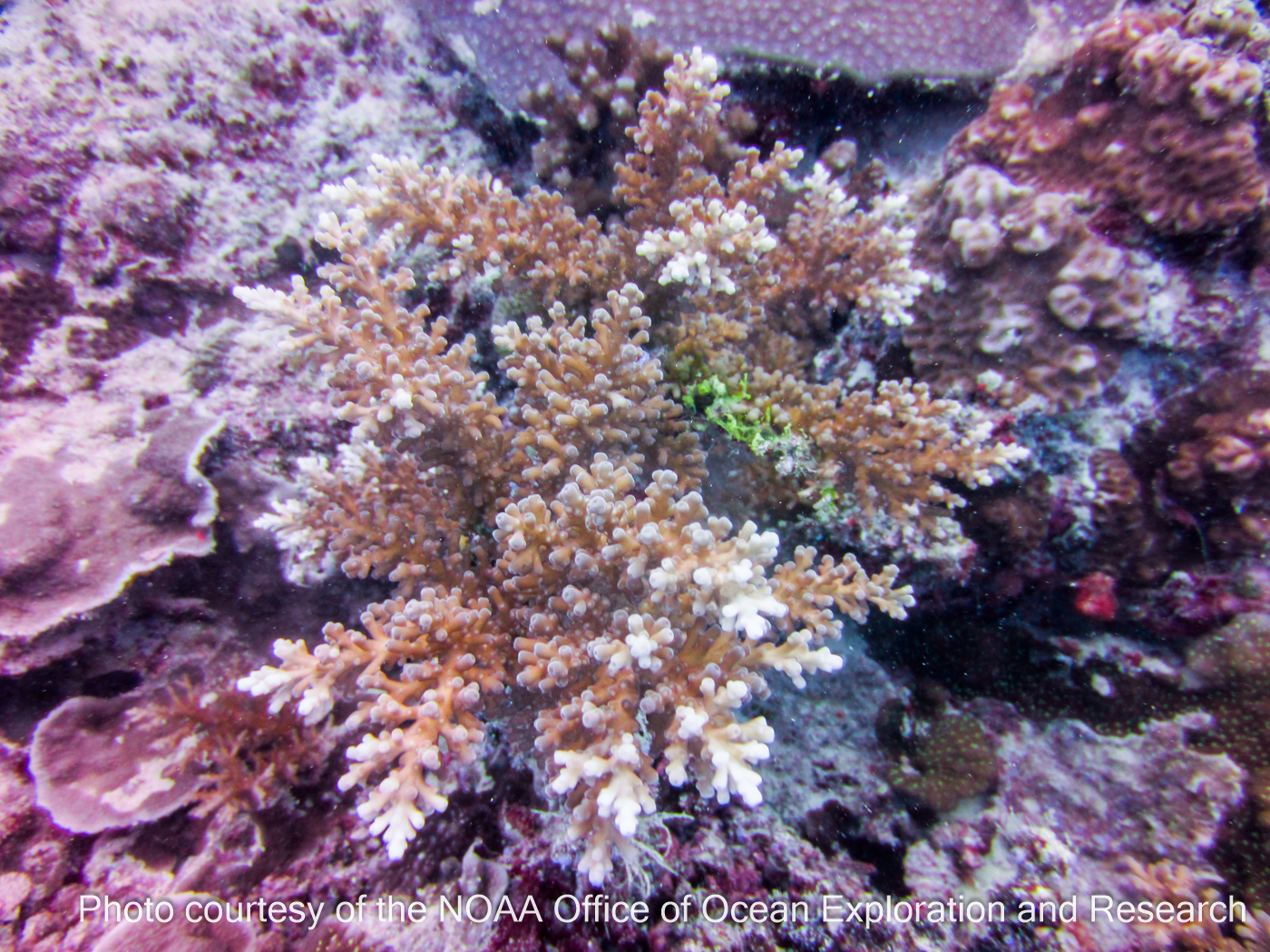 Acropora - bottlebrush species - guamreeflife