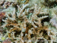 Anacropora forbesi? (Anilao)