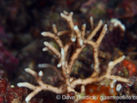 Anacropora matthai? (Anilao)