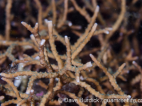 Anacropora matthai? (Lembeh)