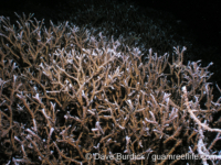 Anacropora puertogalerae (Cebu)