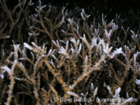 Anacropora puertogalerae (Cebu)