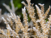 Anacropora puertogalerae (Lembeh)