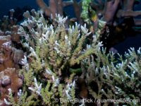 Anacropora spinosa (Palau)