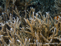 Anacropora spinosa (Palau)