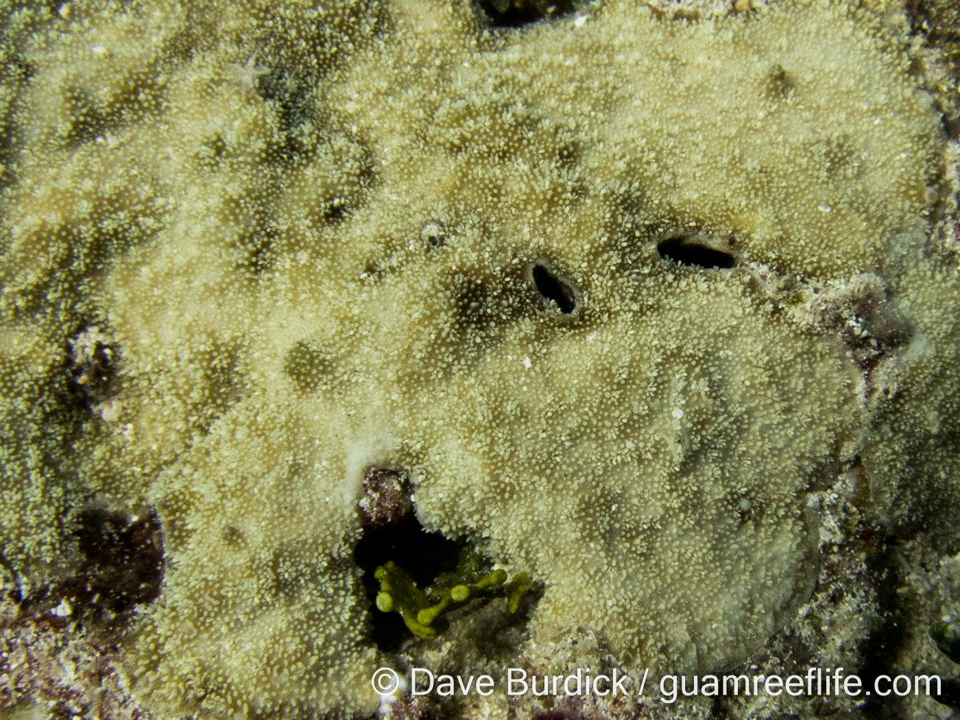 Montipora - papillate species - guamreeflife