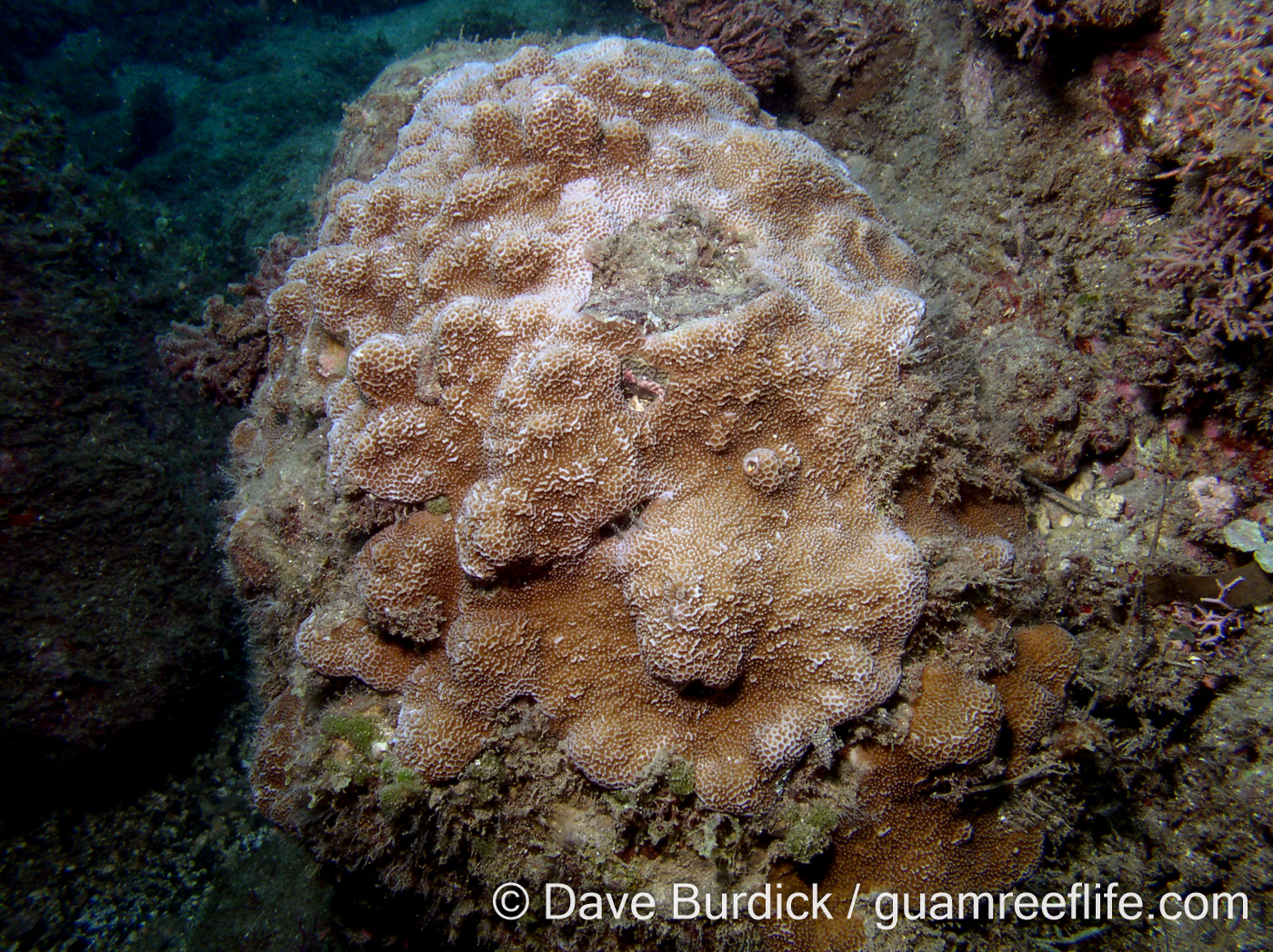 Montipora - foveolate species - guamreeflife