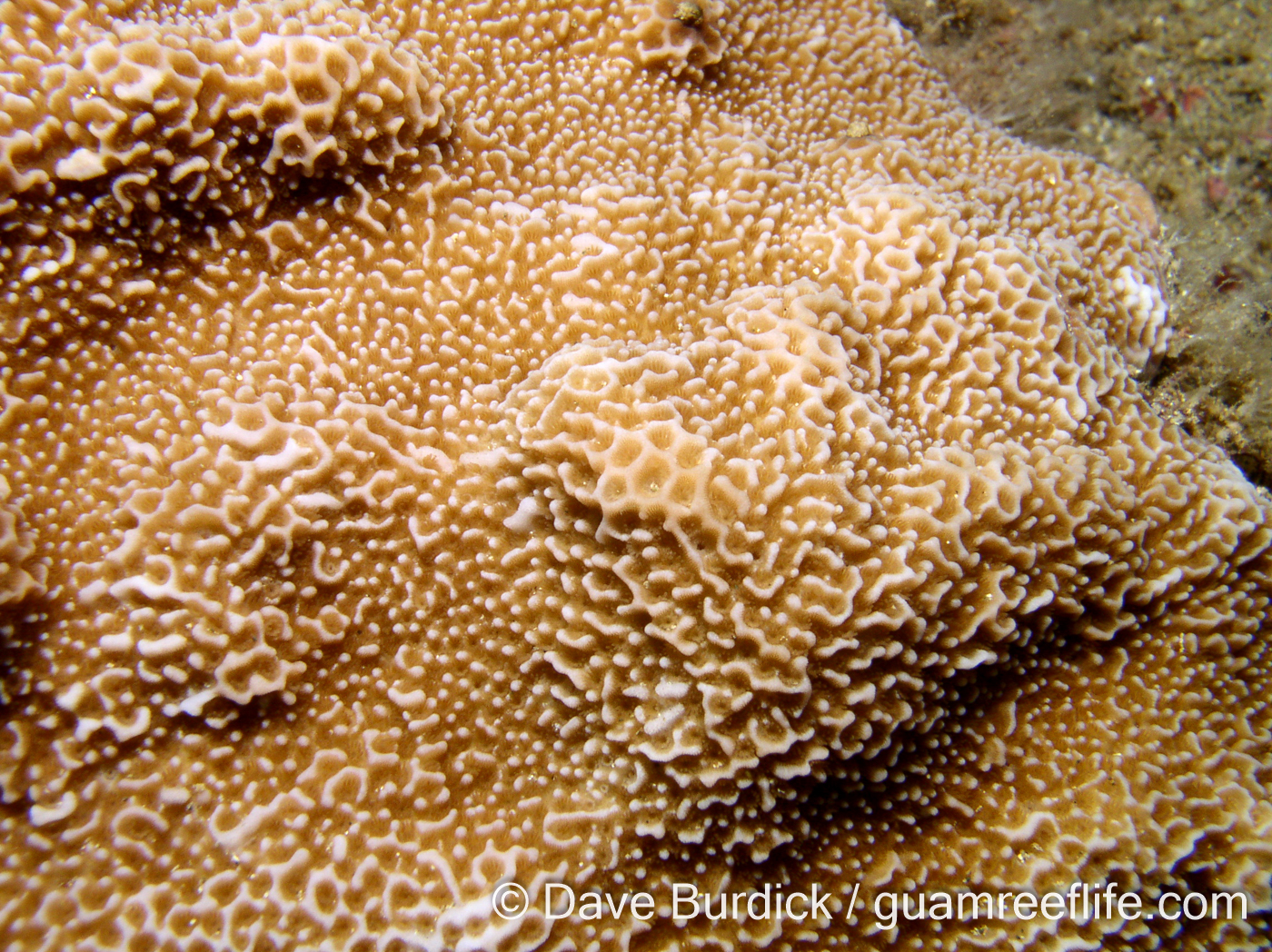 Montipora - foveolate species - guamreeflife