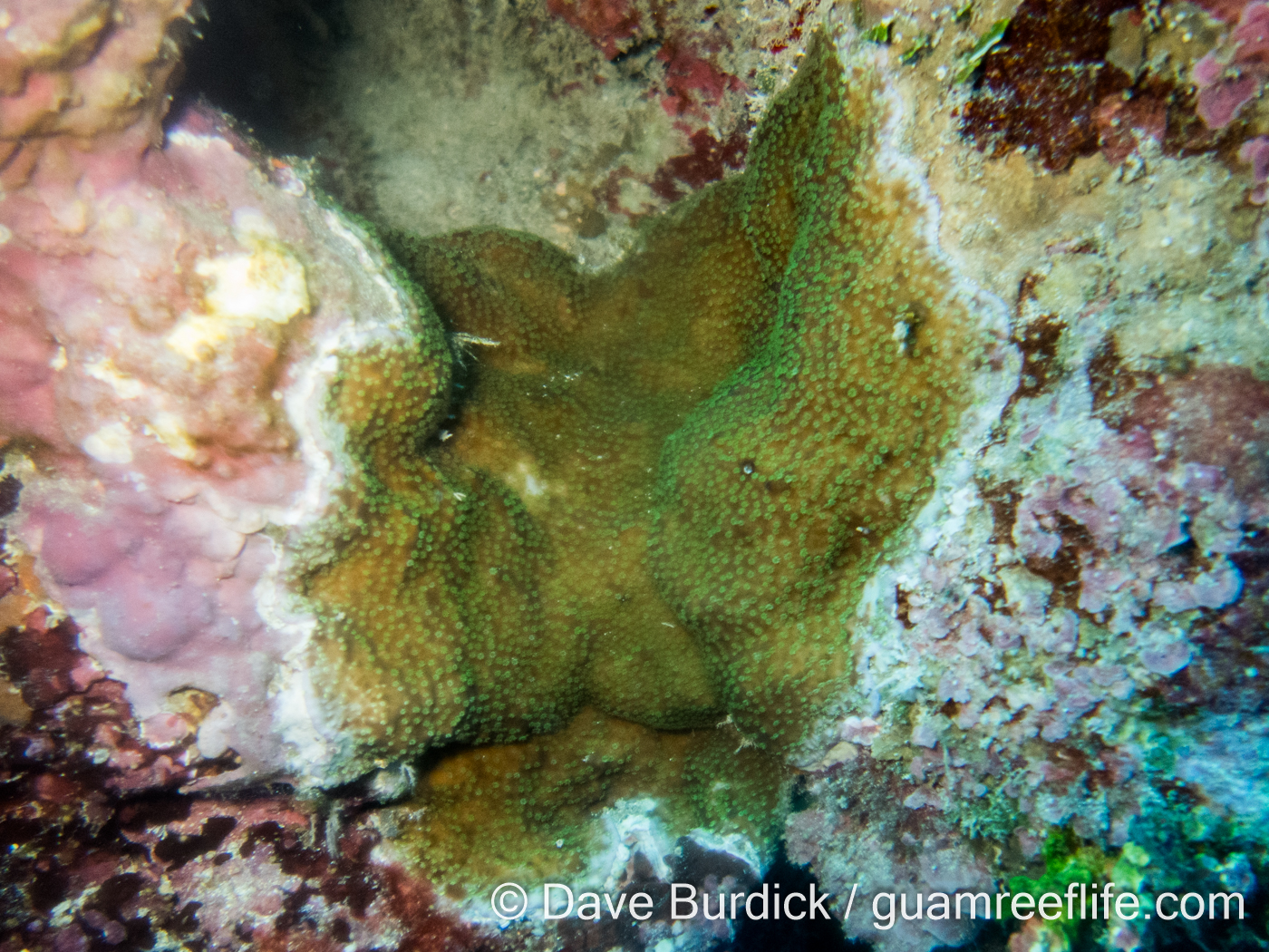 Montipora Glabrous Species Guamreeflife