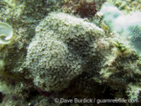 Goniopora sp. -encrusting C