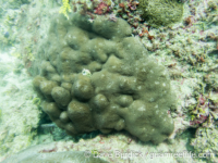 Goniopora sp. submassive A