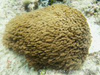 Goniopora tenuidens