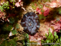 Micromussa pacifica