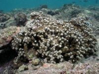 Porites annae