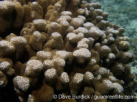 Porites annae