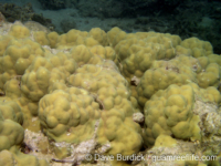 Porites australiensis