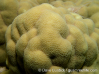 Porites australiensis