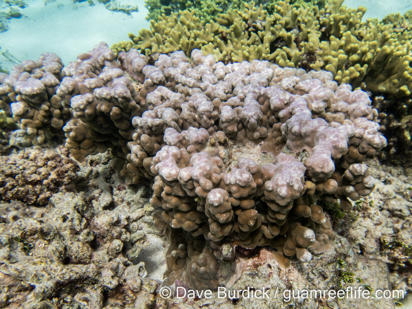 Porites cf. annae