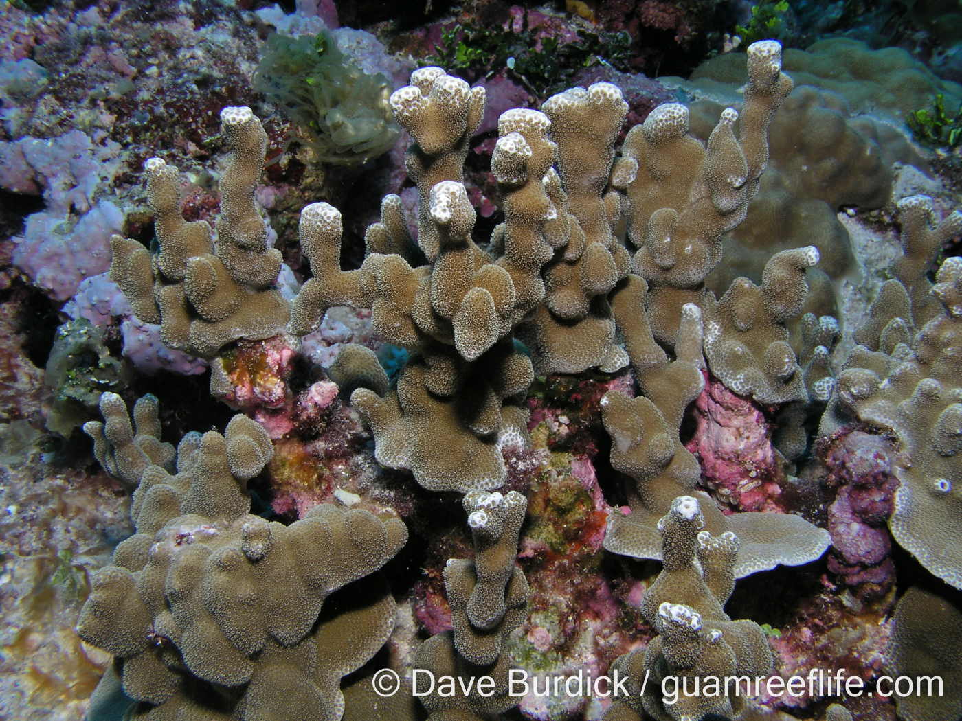 Porites cf. deformis