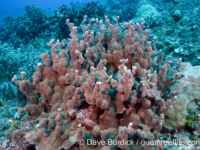 Porites cf. deformis